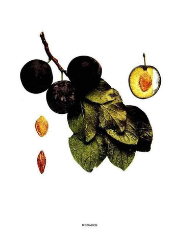 Reproducción/Reproduction 30031897101: The plums of New York .... Albany,J.B. Lyon Company, state printers,1911.