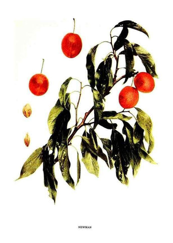 Reproducción/Reproduction 29487653613: The plums of New York .... Albany,J.B. Lyon Company, state printers,1911.
