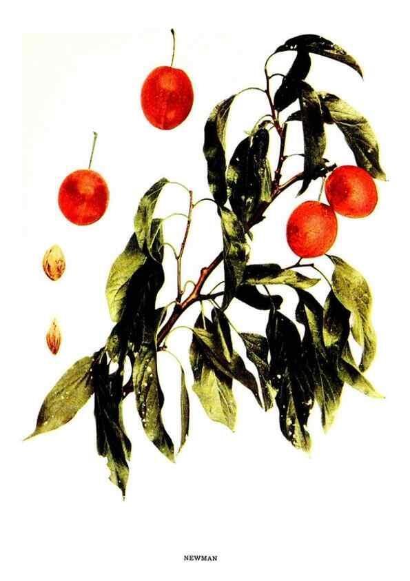 Reproducción/Reproduction 29487653613: The plums of New York .... Albany,J.B. Lyon Company, state printers,1911.