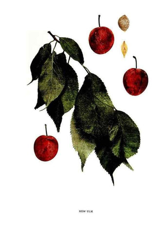 Reproducción/Reproduction 30001525042: The plums of New York .... Albany,J.B. Lyon Company, state printers,1911.