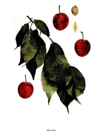 Reproducción/Reproduction 30001525042: The plums of New York .... Albany,J.B. Lyon Company, state printers,1911.