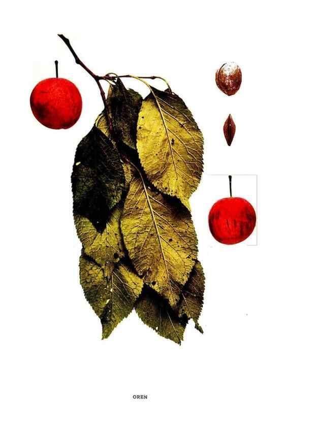 Reproducción/Reproduction 30001527352: The plums of New York .... Albany,J.B. Lyon Company, state printers,1911.