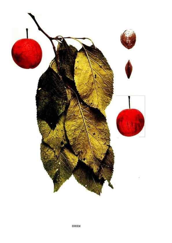 Reproducción/Reproduction 30001527352: The plums of New York .... Albany,J.B. Lyon Company, state printers,1911.
