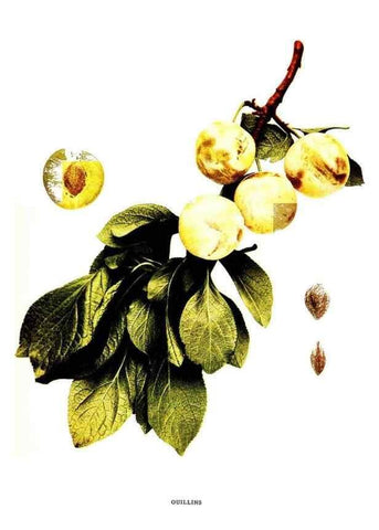 Reproducción/Reproduction 30001529442: The plums of New York .... Albany,J.B. Lyon Company, state printers,1911.