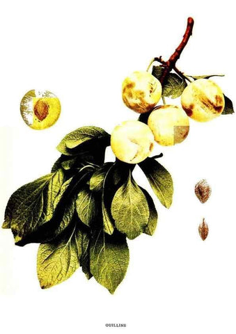 Reproducción/Reproduction 30001529442: The plums of New York .... Albany,J.B. Lyon Company, state printers,1911.