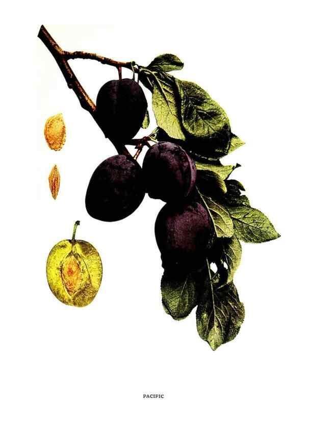 Reproducción/Reproduction 30001531502: The plums of New York .... Albany,J.B. Lyon Company, state printers,1911.