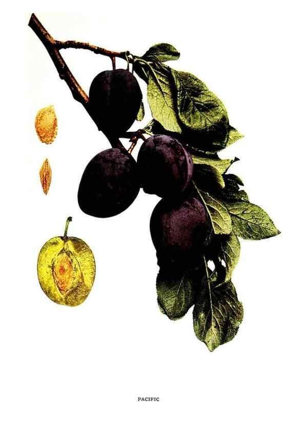 Reproducción/Reproduction 30001531502: The plums of New York .... Albany,J.B. Lyon Company, state printers,1911.