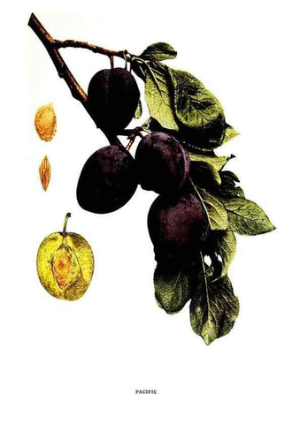 Reproducción/Reproduction 30001531502: The plums of New York .... Albany,J.B. Lyon Company, state printers,1911.