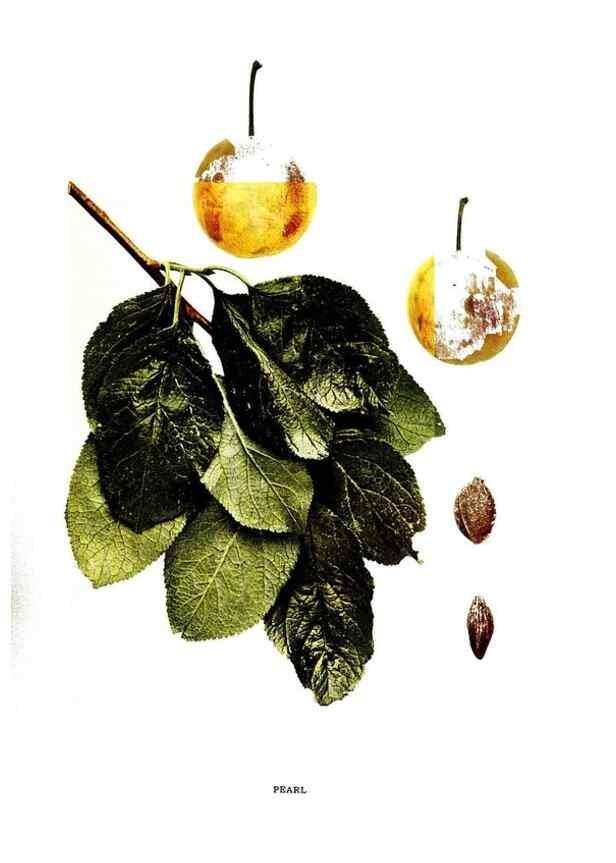 Reproducción/Reproduction 30001534392: The plums of New York .... Albany,J.B. Lyon Company, state printers,1911.