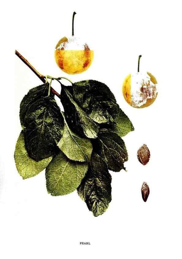 Reproducción/Reproduction 30001534392: The plums of New York .... Albany,J.B. Lyon Company, state printers,1911.