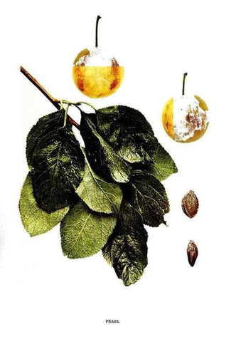 Reproducción/Reproduction 30001534392: The plums of New York .... Albany,J.B. Lyon Company, state printers,1911.