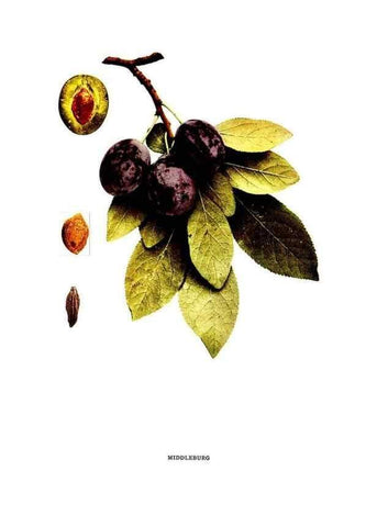 Reproducción/Reproduction 30001518002: The plums of New York .... Albany,J.B. Lyon Company, state printers,1911.