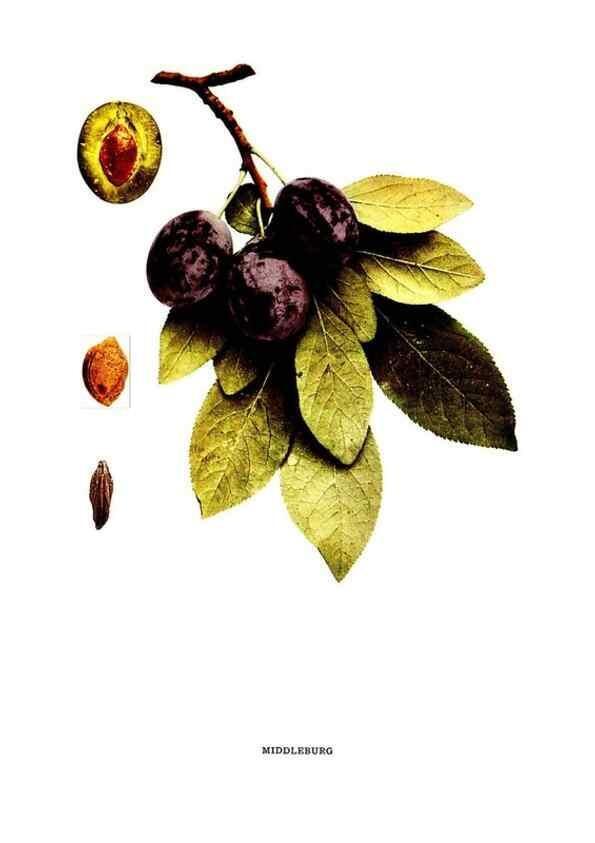 Reproducción/Reproduction 30001518002: The plums of New York .... Albany,J.B. Lyon Company, state printers,1911.