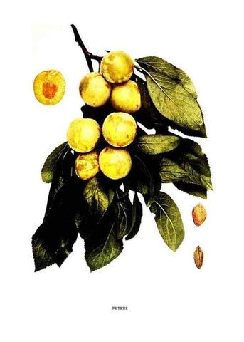 Reproducción/Reproduction 30115831605: The plums of New York .... Albany,J.B. Lyon Company, state printers,1911.