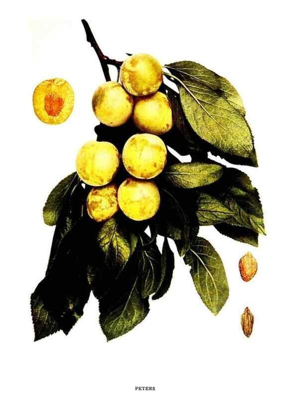 Reproducción/Reproduction 30115831605: The plums of New York .... Albany,J.B. Lyon Company, state printers,1911.