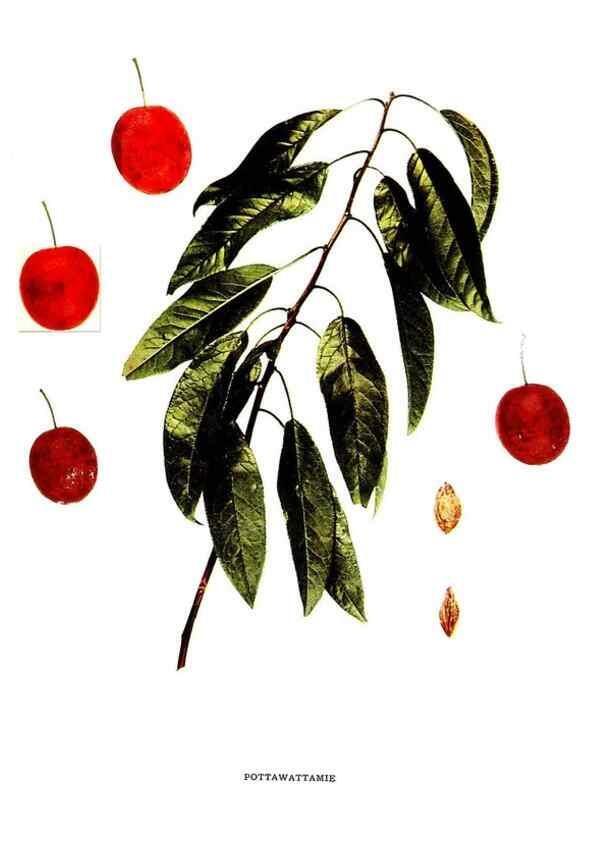 Reproducción/Reproduction 30001547462: The plums of New York .... Albany,J.B. Lyon Company, state printers,1911.