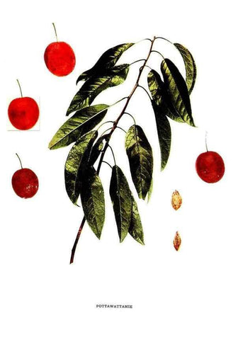 Reproducción/Reproduction 30001547462: The plums of New York .... Albany,J.B. Lyon Company, state printers,1911.