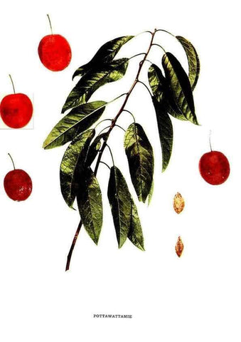 Reproducción/Reproduction 30001547462: The plums of New York .... Albany,J.B. Lyon Company, state printers,1911.