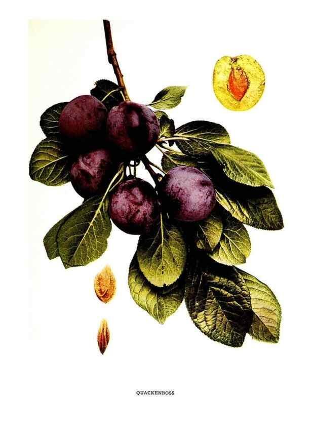 Reproducción/Reproduction 30115833345: The plums of New York .... Albany,J.B. Lyon Company, state printers,1911.