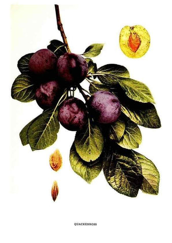 Reproducción/Reproduction 30115833345: The plums of New York .... Albany,J.B. Lyon Company, state printers,1911.