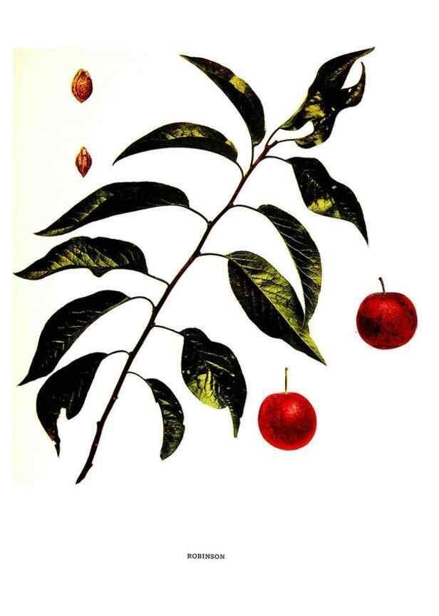 Reproducción/Reproduction 30115833755: The plums of New York .... Albany,J.B. Lyon Company, state printers,1911.