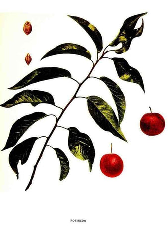Reproducción/Reproduction 30115833755: The plums of New York .... Albany,J.B. Lyon Company, state printers,1911.