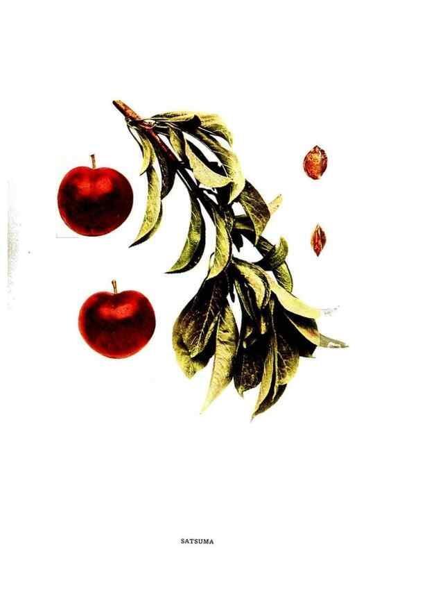 Reproducción/Reproduction 30001557242: The plums of New York .... Albany,J.B. Lyon Company, state printers,1911.