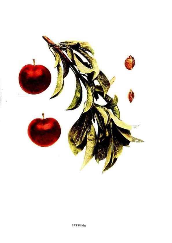 Reproducción/Reproduction 30001557242: The plums of New York .... Albany,J.B. Lyon Company, state printers,1911.