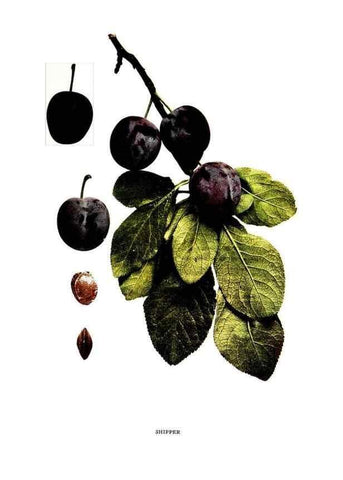 Reproducción/Reproduction 29487681833: The plums of New York .... Albany,J.B. Lyon Company, state printers,1911.