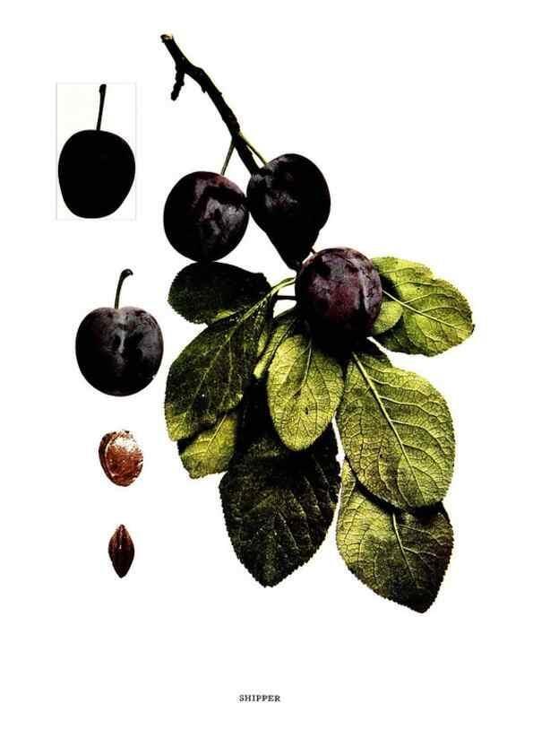 Reproducción/Reproduction 29487681833: The plums of New York .... Albany,J.B. Lyon Company, state printers,1911.
