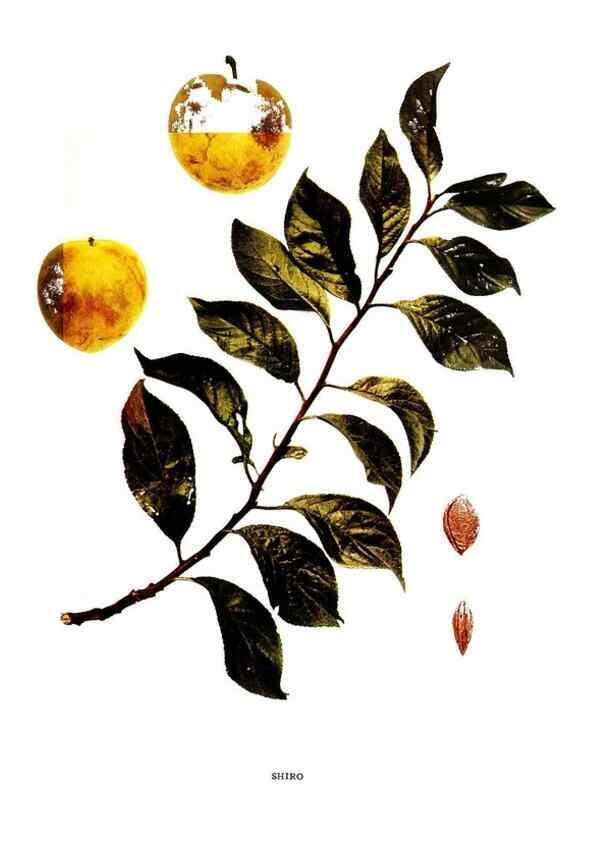 Reproducción/Reproduction 29487683253: The plums of New York .... Albany,J.B. Lyon Company, state printers,1911.