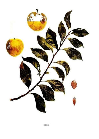 Reproducción/Reproduction 29487683253: The plums of New York .... Albany,J.B. Lyon Company, state printers,1911.