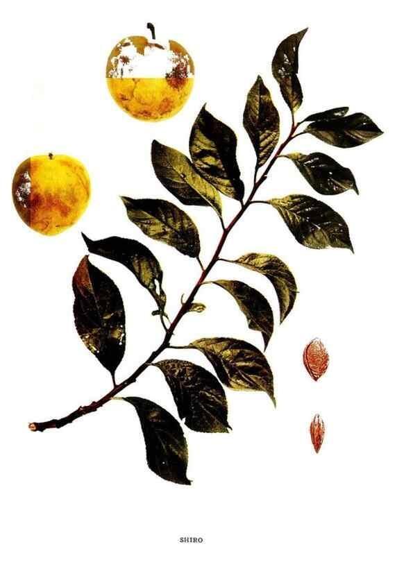 Reproducción/Reproduction 29487683253: The plums of New York .... Albany,J.B. Lyon Company, state printers,1911.
