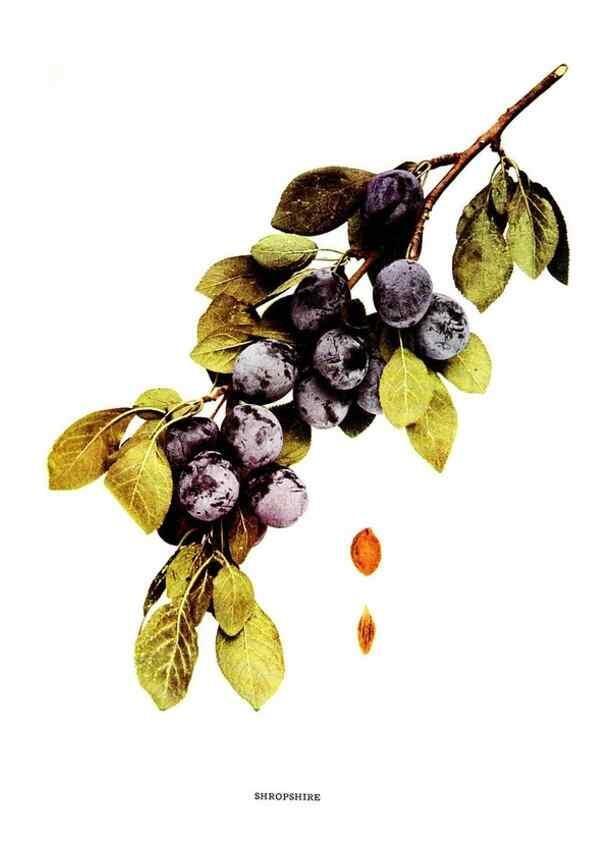 Reproducción/Reproduction 29487684613: The plums of New York .... Albany,J.B. Lyon Company, state printers,1911.