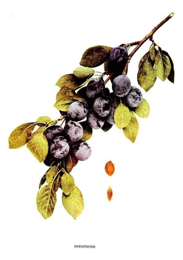 Reproducción/Reproduction 29487684613: The plums of New York .... Albany,J.B. Lyon Company, state printers,1911.