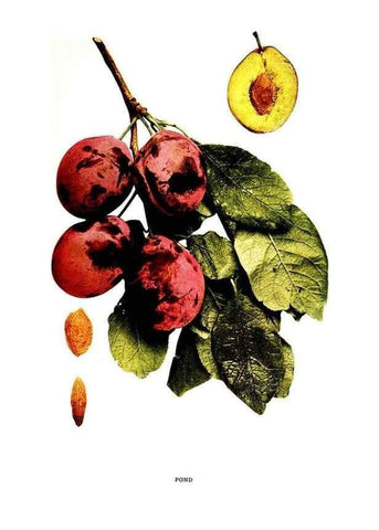 Reproducción/Reproduction 29820924310: The plums of New York .... Albany,J.B. Lyon Company, state printers,1911.