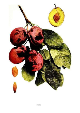 Reproducción/Reproduction 29820924310: The plums of New York .... Albany,J.B. Lyon Company, state printers,1911.