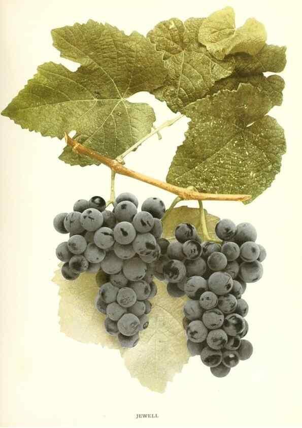 Reproducción/Reproduction 30131978555: The grapes of New York,. Albany,Lyon,1908.