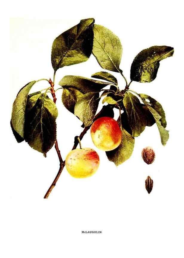 Reproducción/Reproduction 30001515602: The plums of New York .... Albany,J.B. Lyon Company, state printers,1911.