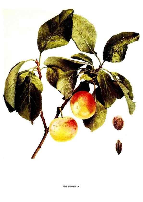 Reproducción/Reproduction 30001515602: The plums of New York .... Albany,J.B. Lyon Company, state printers,1911.