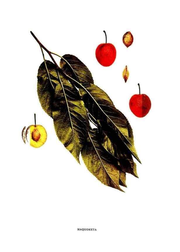 Reproducción/Reproduction 30001506752: The plums of New York .... Albany,J.B. Lyon Company, state printers,1911.