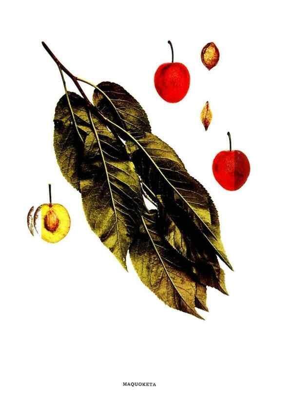 Reproducción/Reproduction 30001506752: The plums of New York .... Albany,J.B. Lyon Company, state printers,1911.