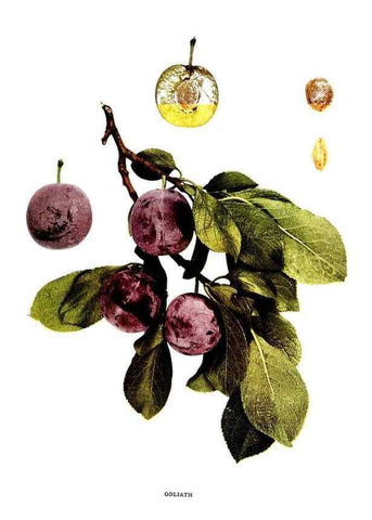 Reproducción/Reproduction 30115756945: The plums of New York .... Albany,J.B. Lyon Company, state printers,1911.