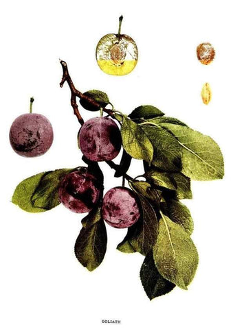 Reproducción/Reproduction 30115756945: The plums of New York .... Albany,J.B. Lyon Company, state printers,1911.