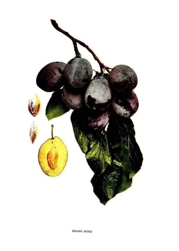 Reproducción/Reproduction 30081009046: The plums of New York .... Albany,J.B. Lyon Company, state printers,1911.