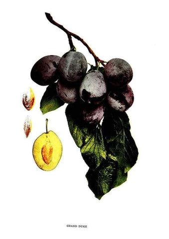 Reproducción/Reproduction 30081009046: The plums of New York .... Albany,J.B. Lyon Company, state printers,1911.