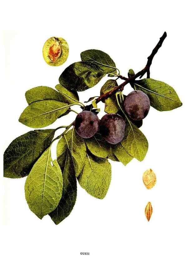 Reproducción/Reproduction 30081009836: The plums of New York .... Albany,J.B. Lyon Company, state printers,1911.