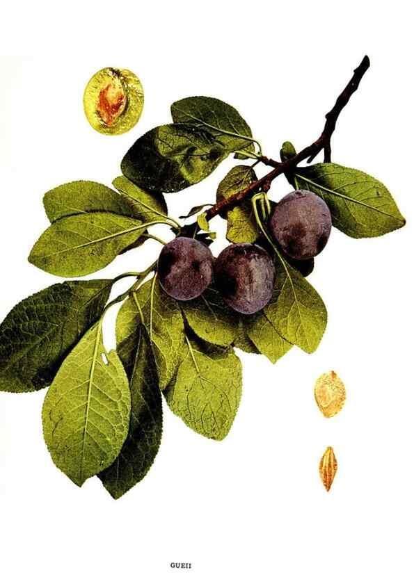 Reproducción/Reproduction 30081009836: The plums of New York .... Albany,J.B. Lyon Company, state printers,1911.