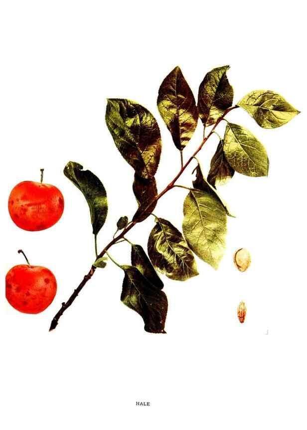 Reproducción/Reproduction 29487626493: The plums of New York .... Albany,J.B. Lyon Company, state printers,1911.