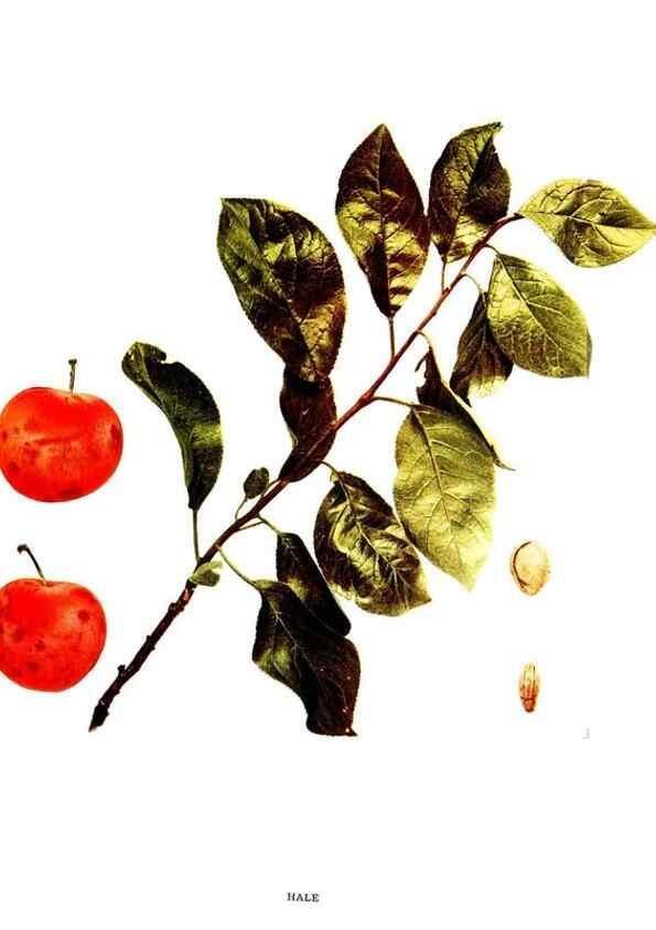 Reproducción/Reproduction 29487626493: The plums of New York .... Albany,J.B. Lyon Company, state printers,1911.